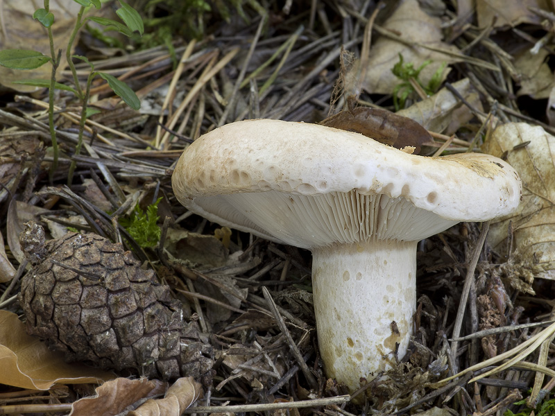 Lactarius musteus